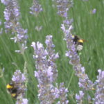 Jubileo de la Esperanza