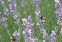 Jubileo de la Esperanza