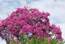 León XIV ¿Otro Papa verde?