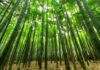 Avanzan los proyectos de reforestación en el país