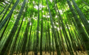 Avanzan los proyectos de reforestación en el país