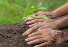Tiempo del Cuidado de la Creación: Desiertos que llegan a la ciudad