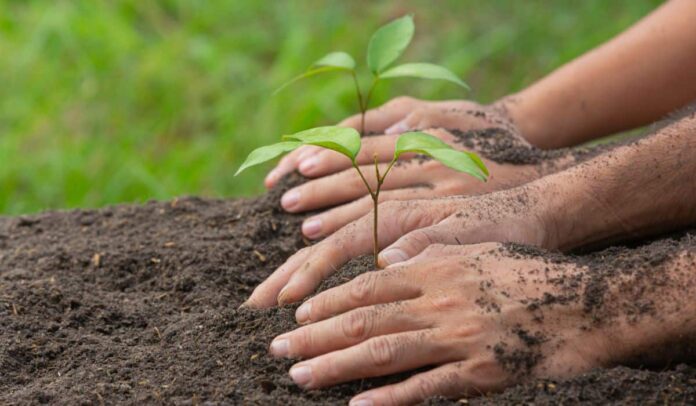 Consejos-basicos-sobre-como-cuidar-los-cultivos