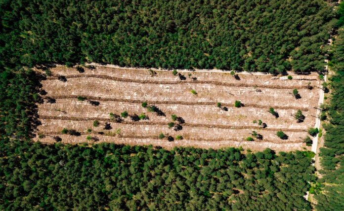 BBVA-deforestacion-apertura